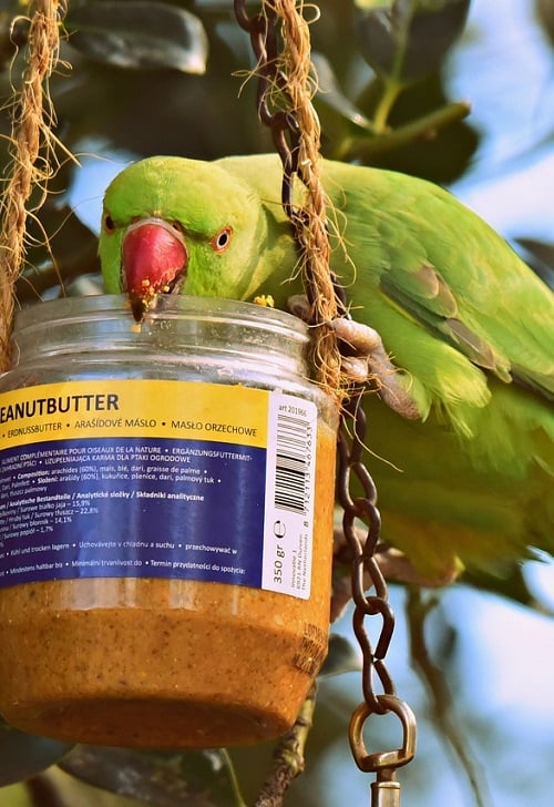 Green Indian ringneck parrot (Psittacula krameri) eating from a jar of peanut butter.