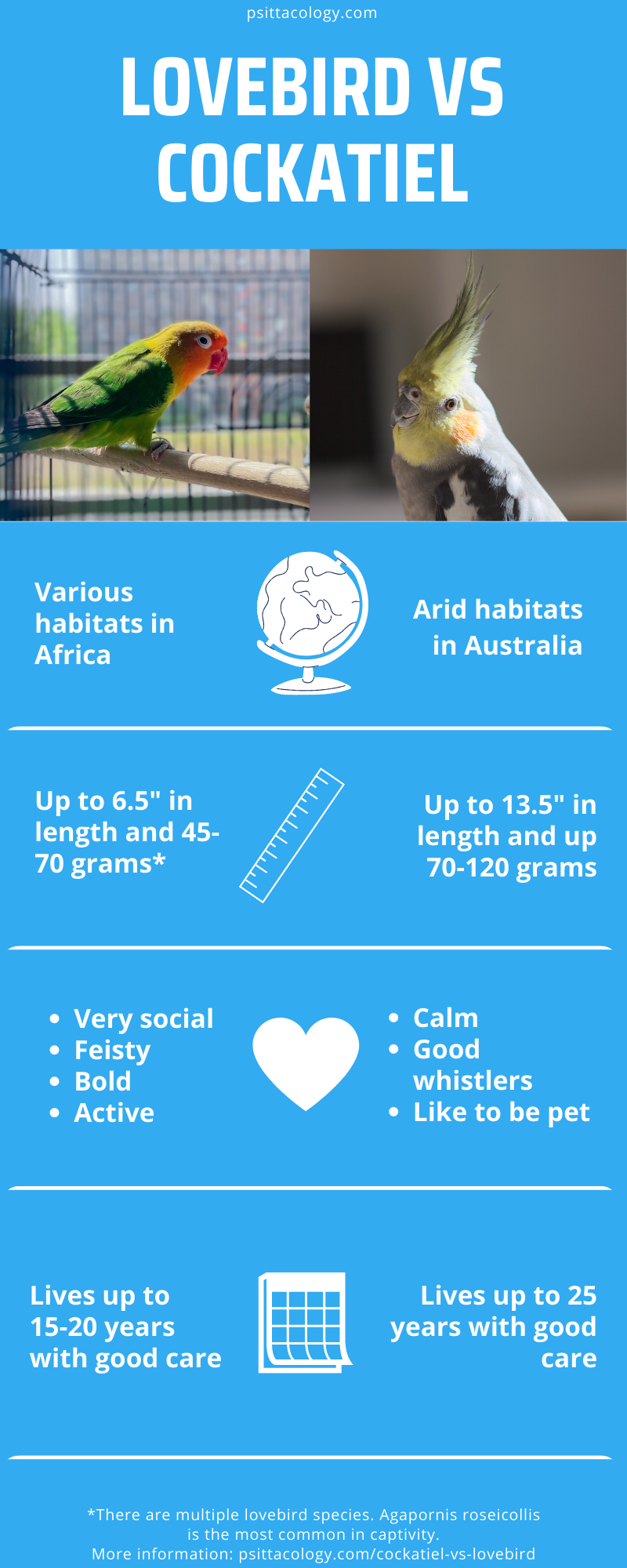 Infographic showing the differences between two pet parrot species: Agapornis (lovebirds) and Nymphicus hollandicus (cockatiels).