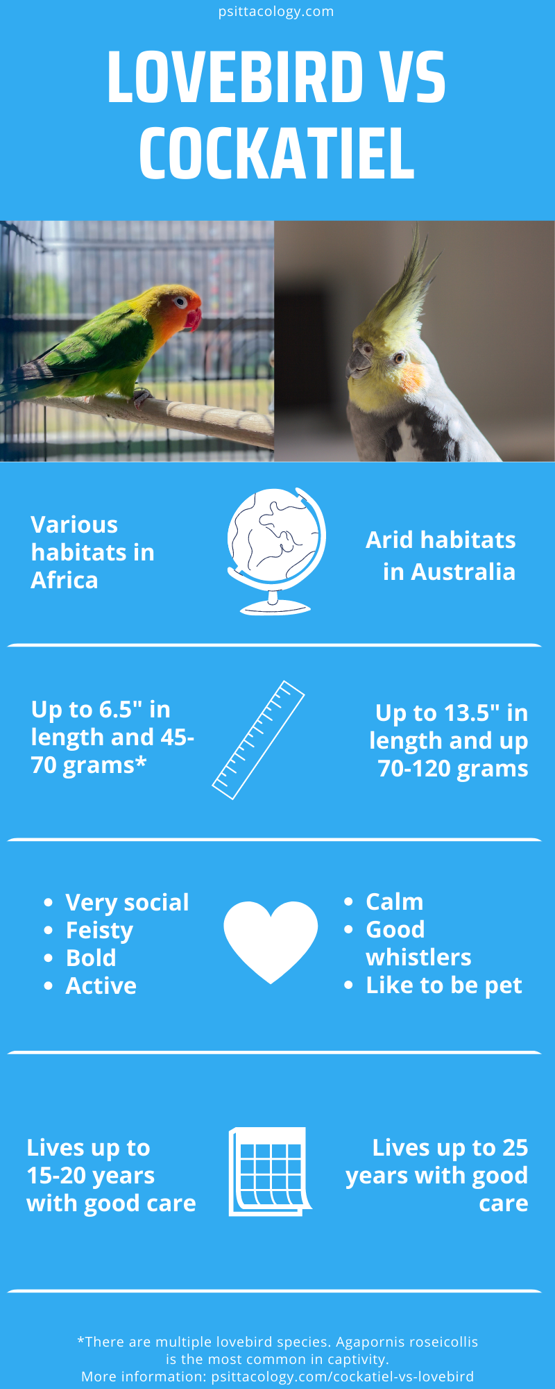 Infographic showing the differences between two pet parrot species: Agapornis (lovebirds) and Nymphicus hollandicus (cockatiels). 