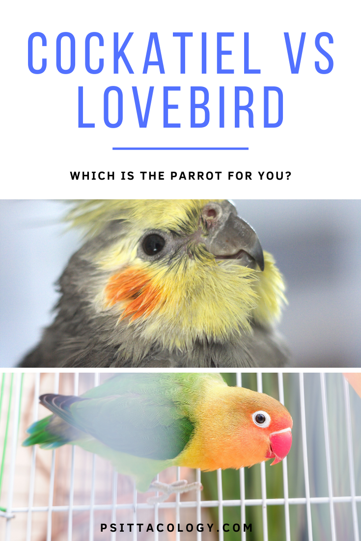 Male cockatiel parrot (Nymphicus hollandicus) | Cockatiel vs lovebird, which is the parrot for you?