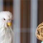 White budgie parakeet with wet feathers after a bath.
