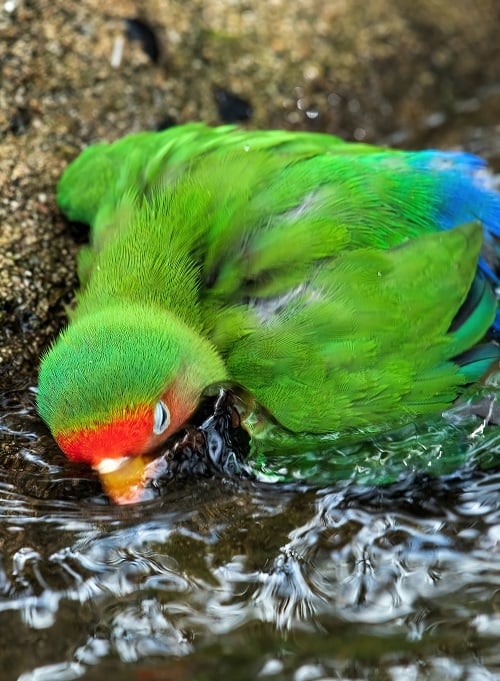 Lovebird parrot bathing.