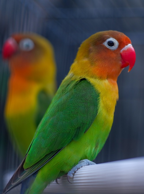 Cockatiel vs Lovebird | Finding The Parrot For You - Psittacology