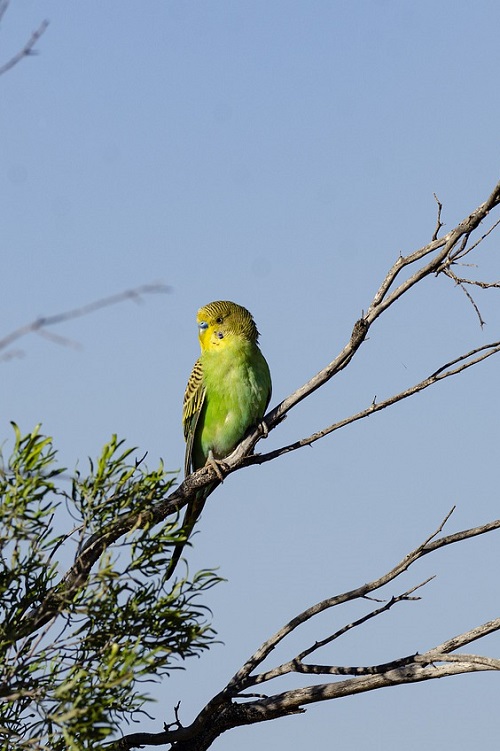 Periquito australiano silvestre en un árbol.