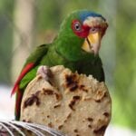 Parrot eating small tortilla.