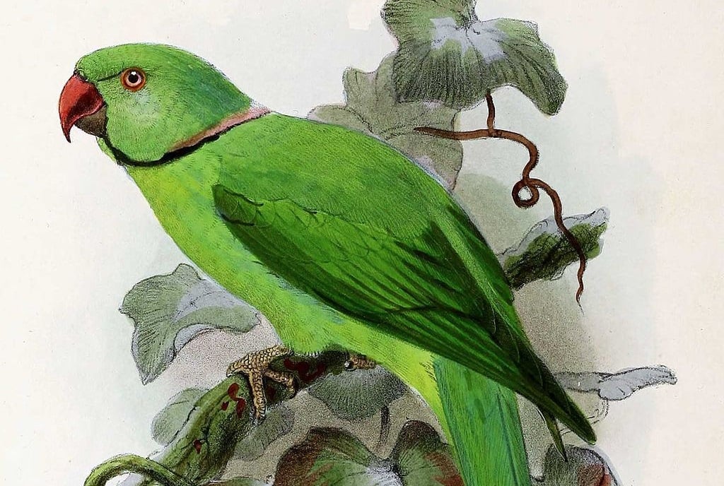 Parrot history | Ringneck Parakeets In Ancient Rome & Greece - Psittacology