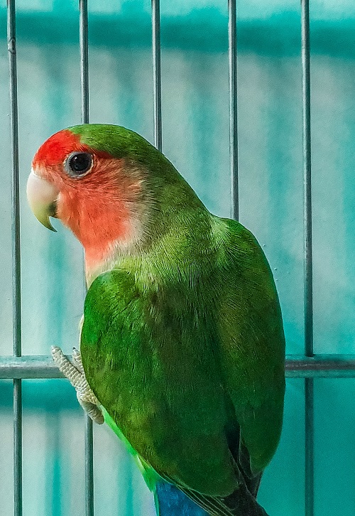 Rosy-faced lovebird (Agapornis roseicollis).