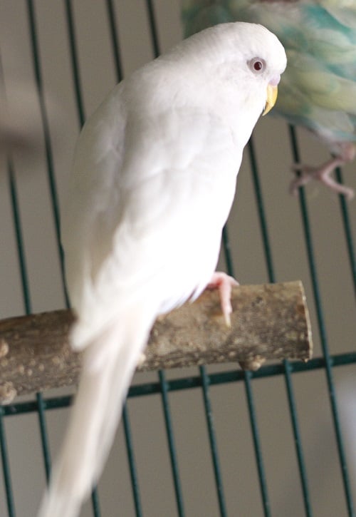White budgerigar parrot (Melopsittacus undulatus).