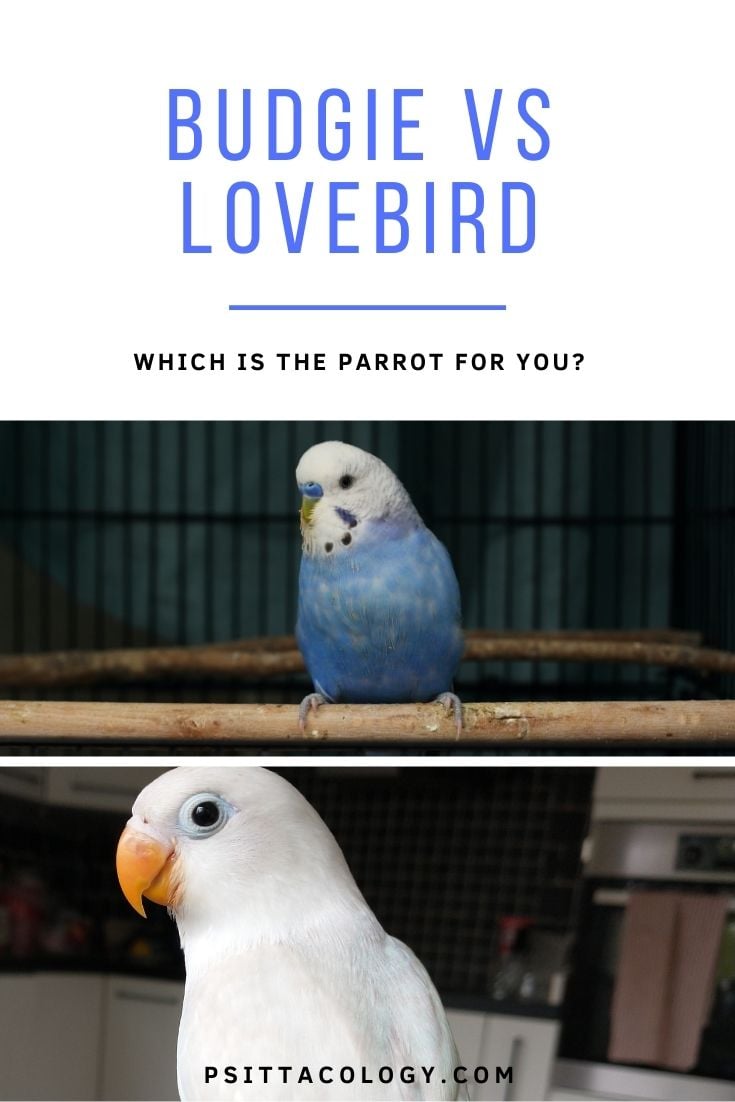Blue budgie (top) and white lovebird (bottom) | Budgie vs lovebird: which is the parrot for you?