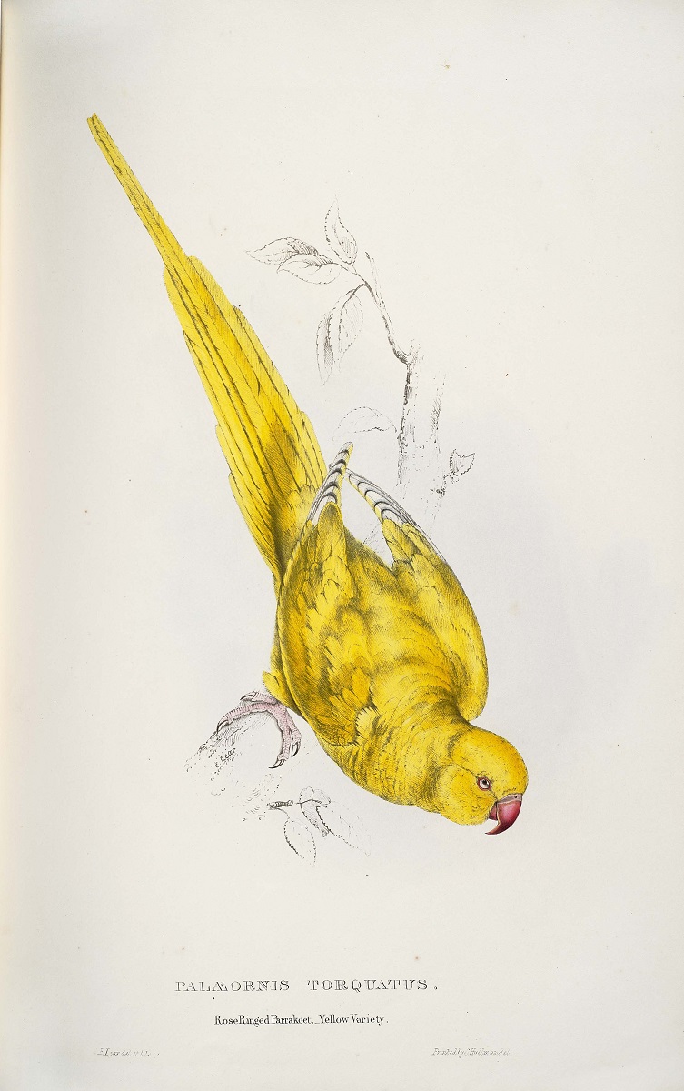 Illustration of yellow Indian ringneck parakeet