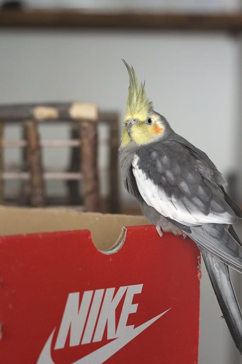 Male cockatiel (Nymphicus hollandicus) sitting on Nike brand red shoebox.