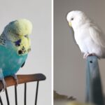 English budgie (left) vs common budgie (right): Melopsittacus undulatus, a popular pet bird.