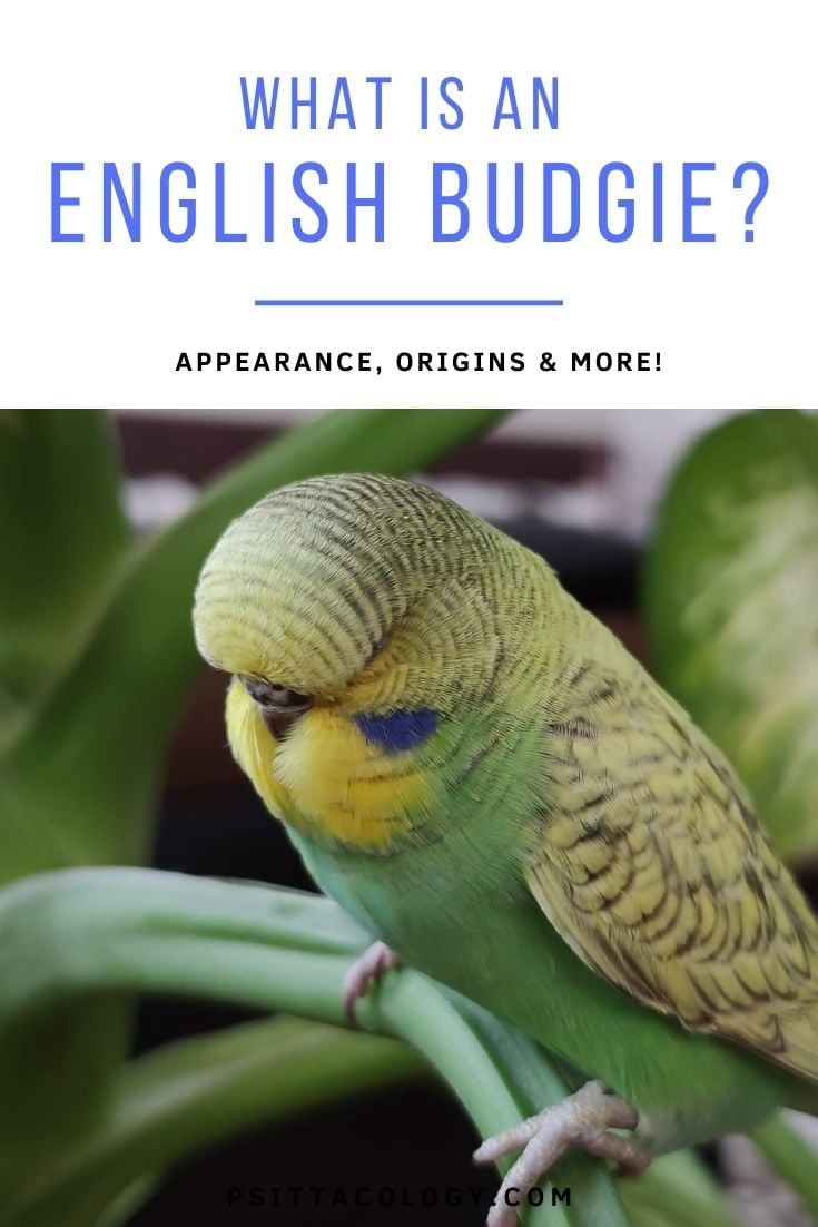 Green and yellow English budgie female perched on houseplant | All about English budgies