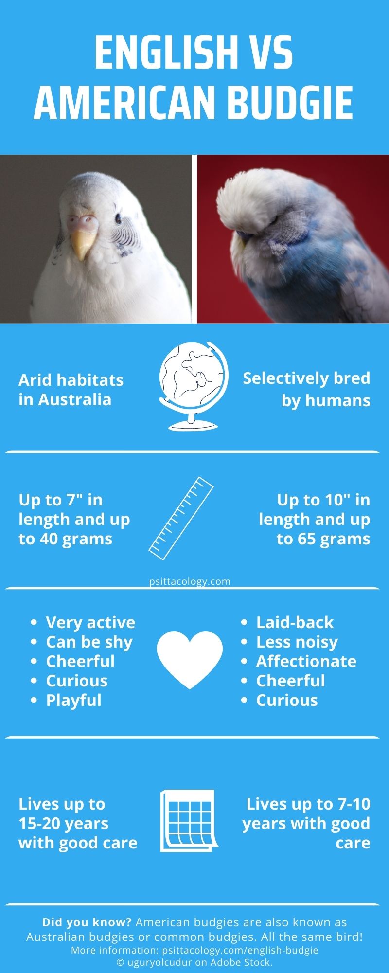 English Vs American Budgie American Vs English Budgie DUCY