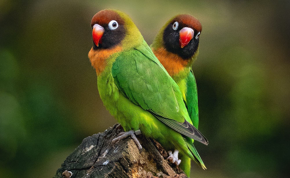 Yellow-collared lovebird pair (Agapornis personatus), a popular pet parrot.