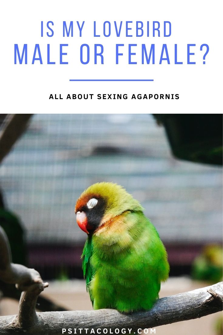 Lovebird (Agapornis), a popular pet parrot, sleeping on wood perch. | Is my lovebird female or male?