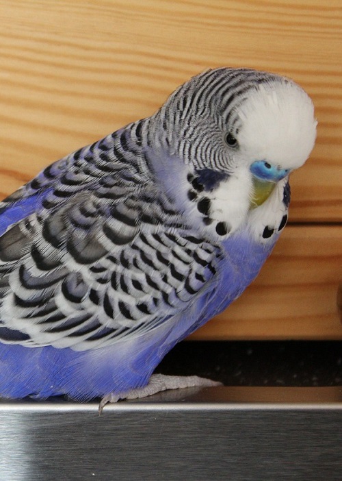 Half English blue male budgie (Melopsittacus undulatus), a popular pet parrot.