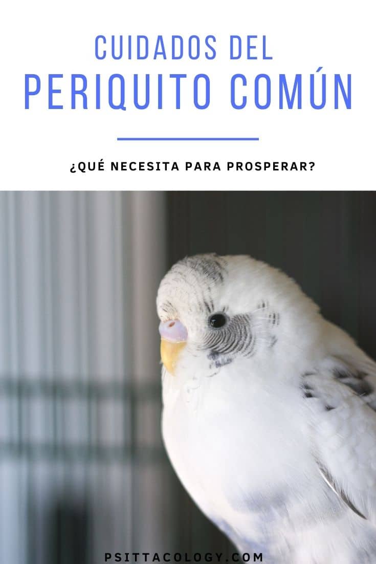 Cuidados del periquito común