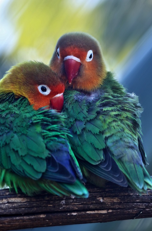 Fischer's lovebird parrot (Agapornis fischeri) pair.