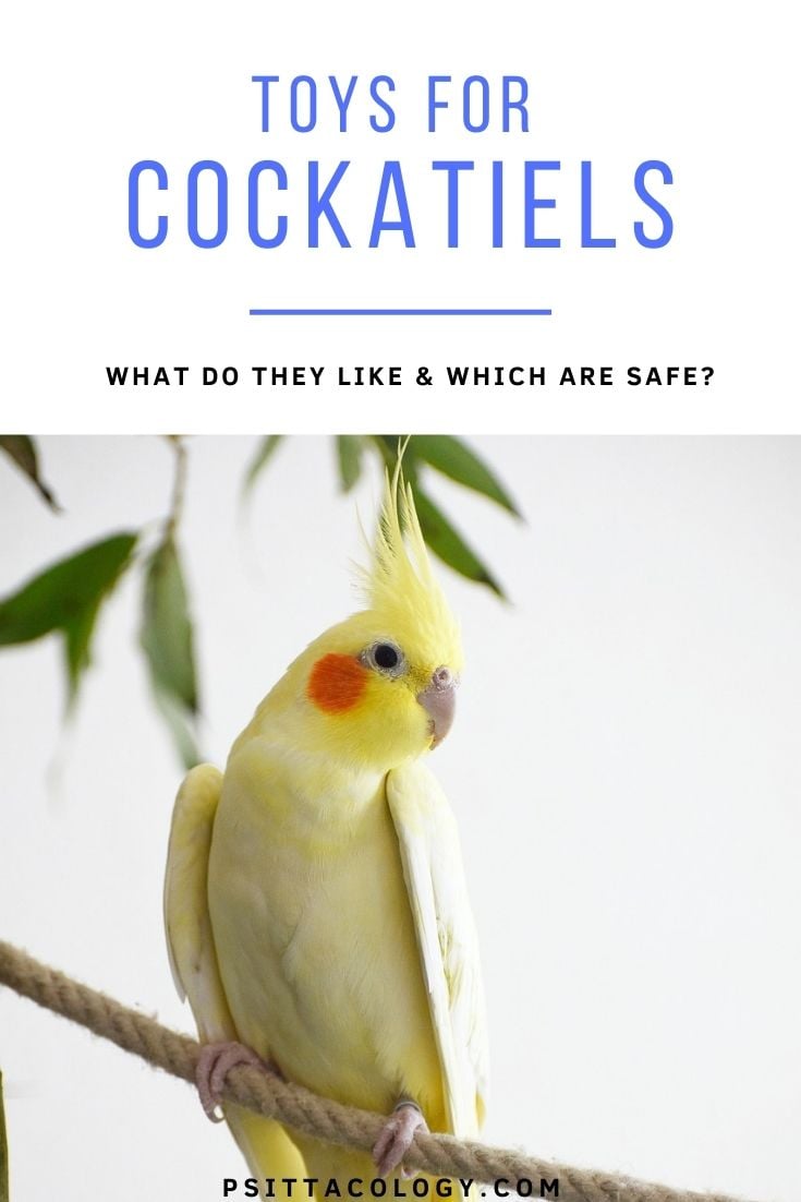 Yellow lutino cockatiel | Toys for cockatiels: Which ones are safe?