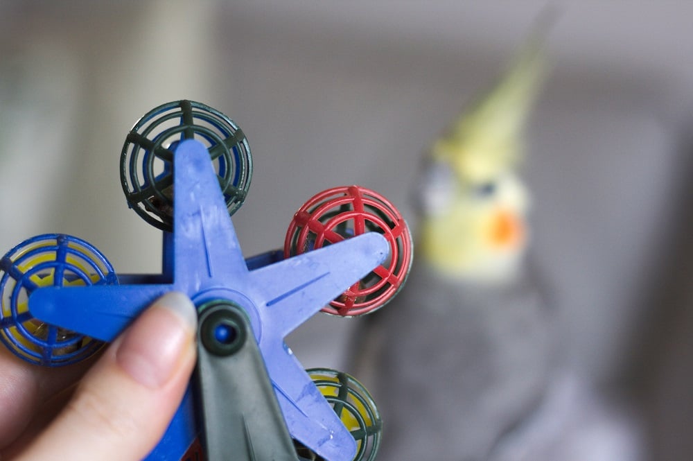 Ferris wheel parrot toy with cockatiel (Nymphicus hollandicus) in the background, shallow focus.