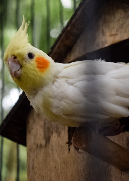 Lutino (yellow) cockatiel parrot sat on wooden next box stick in aviary.