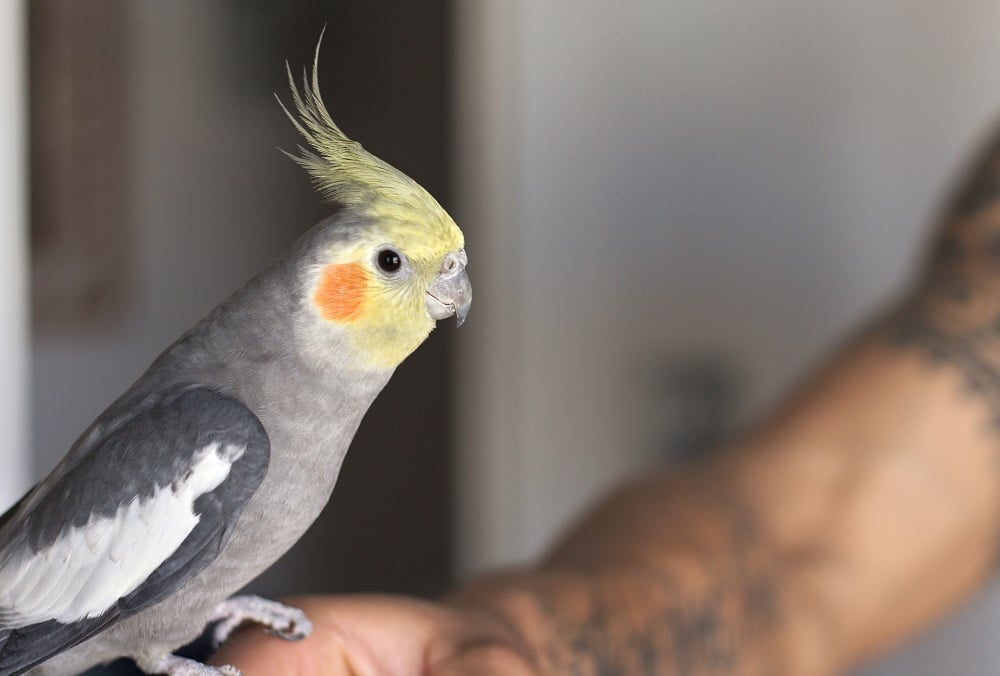 Male cockatiel parrot sitting on person's arm.