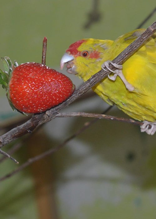 Yellow kakariki parrot reaching for a strawberry.