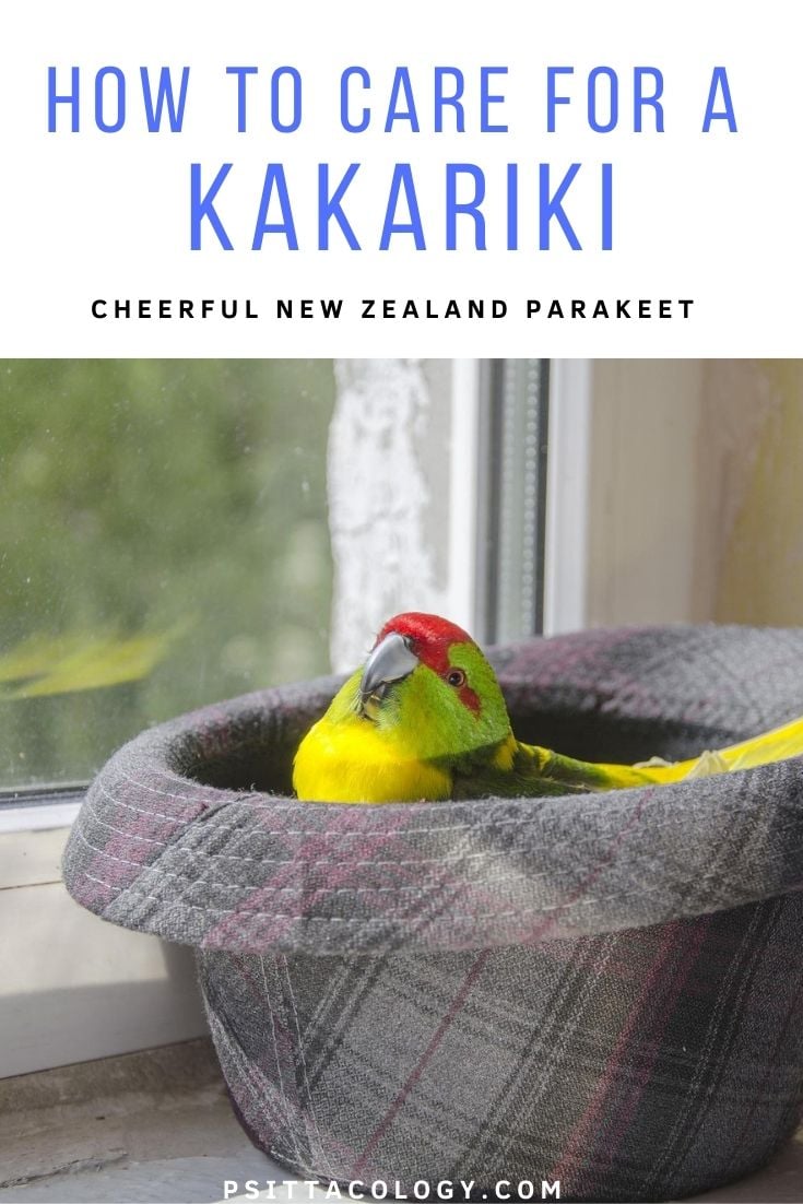 Red-fronted parakeet (a popular pet parrot) sat in an overturned hat.