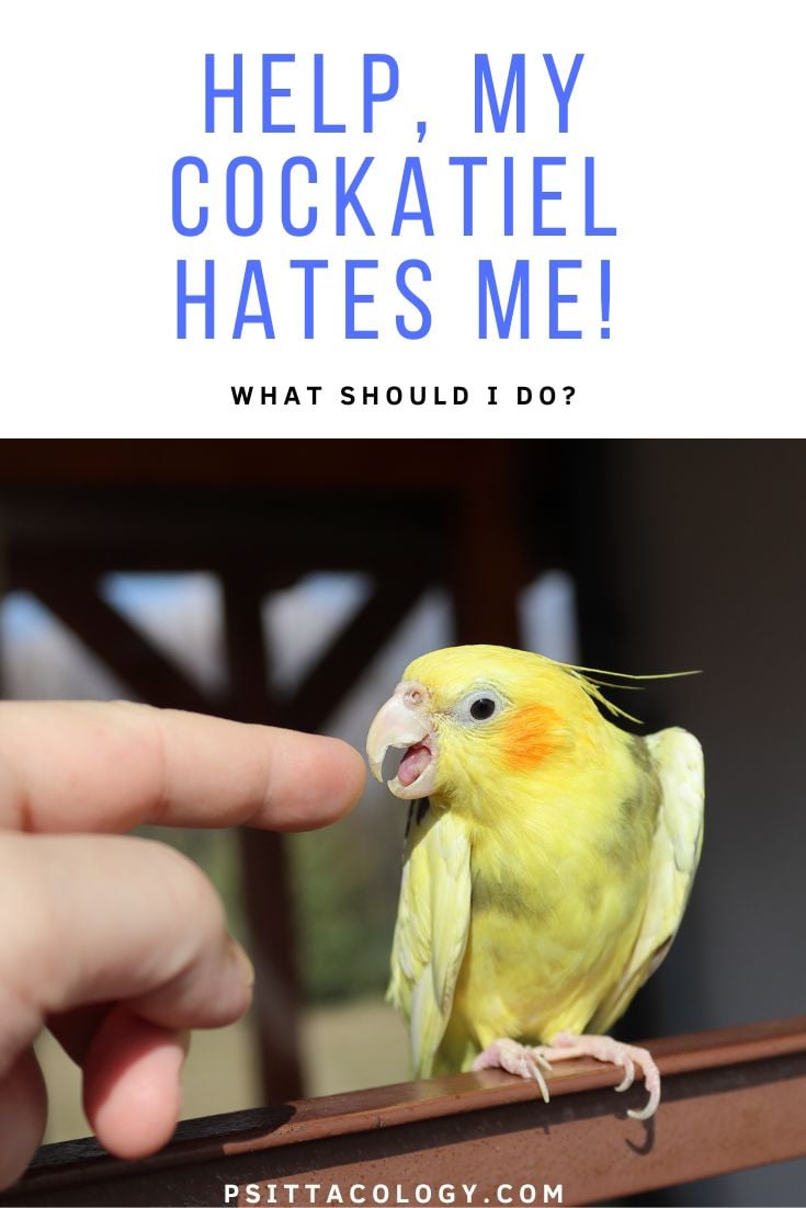 Help, my cockatiel hates me! | What should I do?