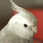 Headshot of white and grey mottled cockatiel parrot.