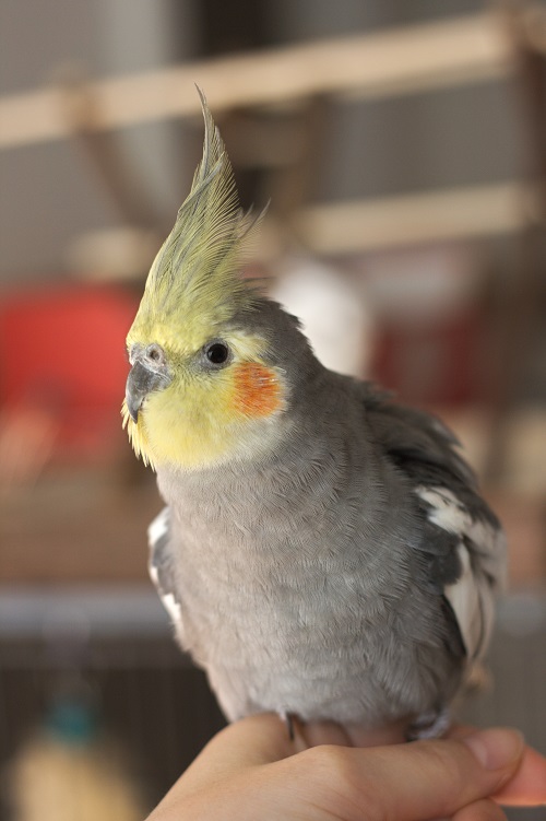 Male grey cockatiel parrot sitting on human hand ruffling its feathers.