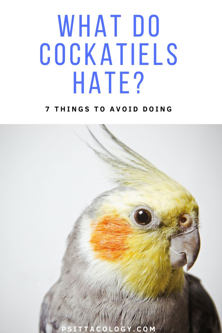 What do cockatiels hate? 7 things you should avoid doing