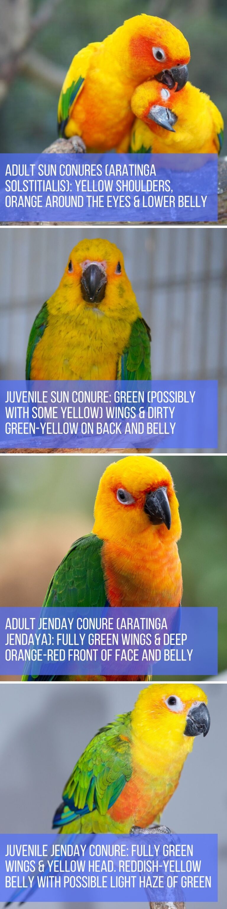 Jenday Conure vs Sun Conure With Comparison Chart Psittacology