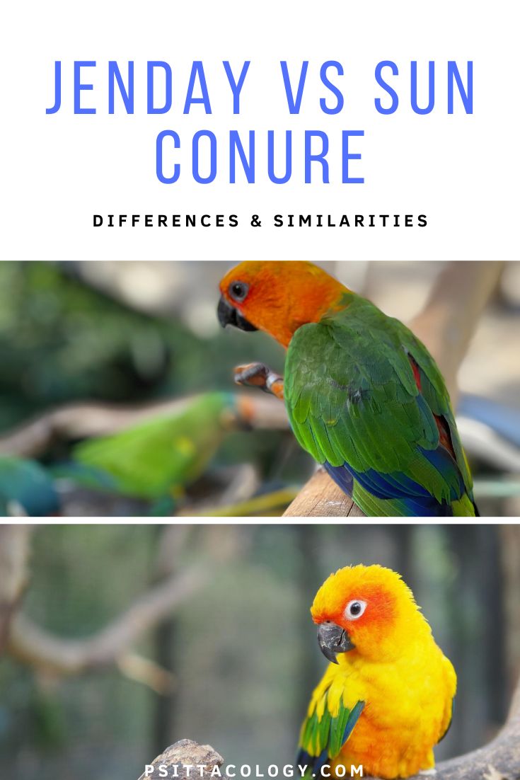 Conure Chart