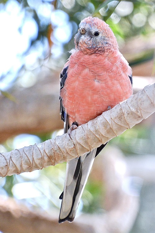 Rosy Bourke's parakeet, a popular pet parrot, perched on a branch.