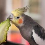 Grey male cockatiel eating romaine lettuce.