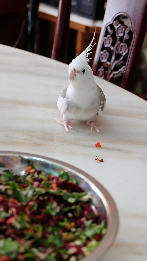 White cockatiel parrot with a bowl of finely chopped vegetables.