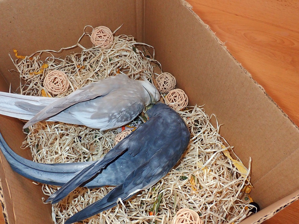 How To Make A Parrot Foraging Box In