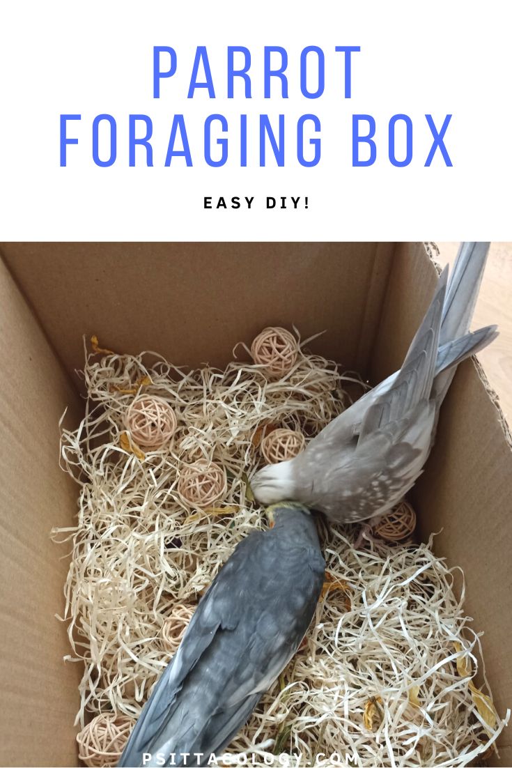 How to make a parrot foraging box | In 3 easy steps!