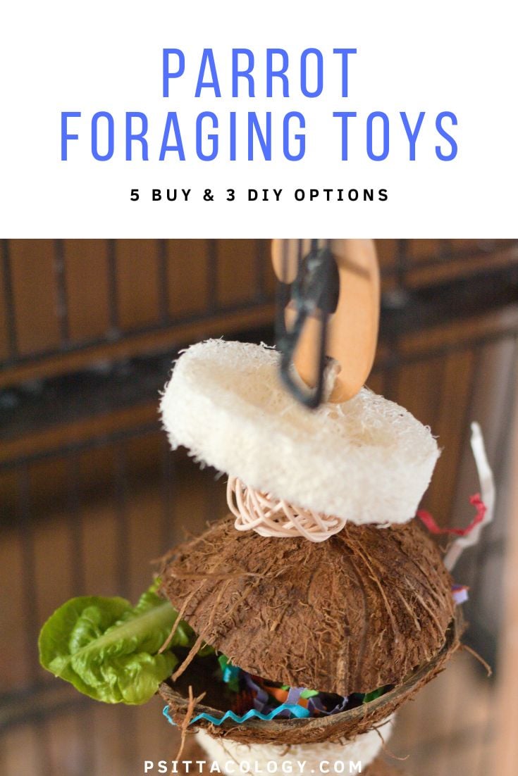 Parrot foraging toys | 5 buy, and 3 DIY options