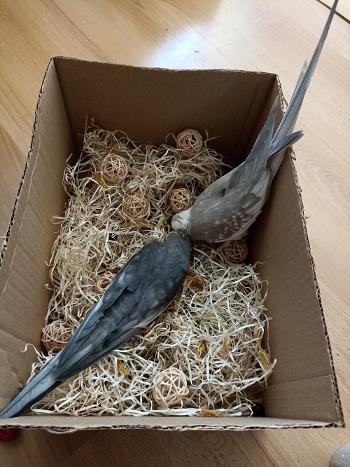 Cockatiels in parrot foraging box with shredded paper.