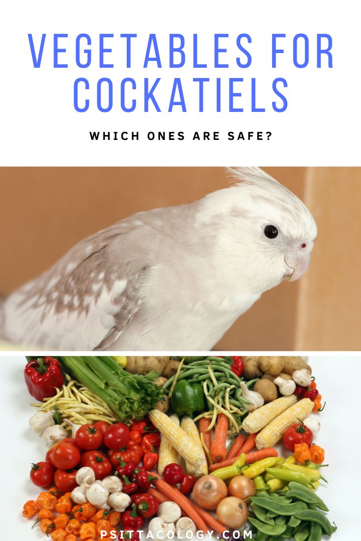 Can Cockatiels Eat...? 18 Vegetables For Cockatiels - Psittacology