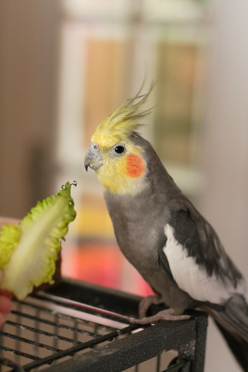 Can Cockatiels Eat...? 18 Vegetables For Cockatiels - Psittacology