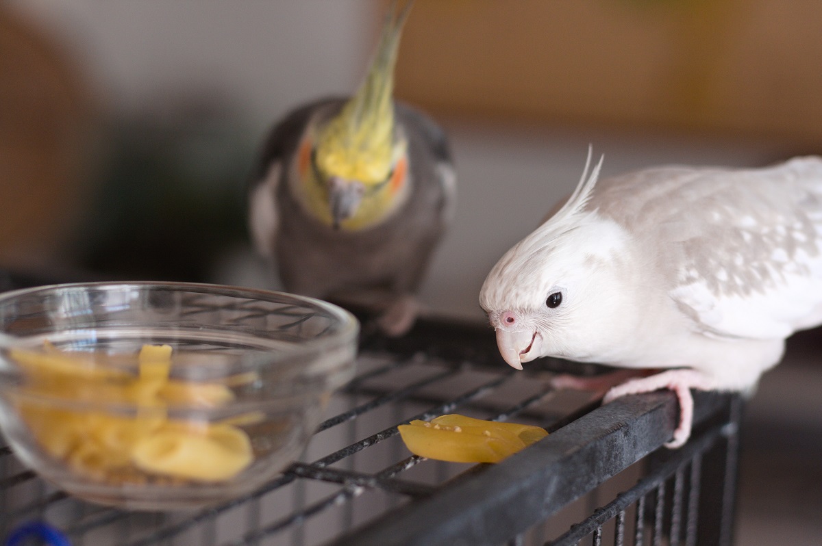 Can Cockatiels Eat Walnuts