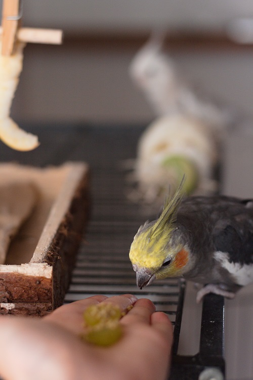 Male cockatiel parrot eating from human hand.