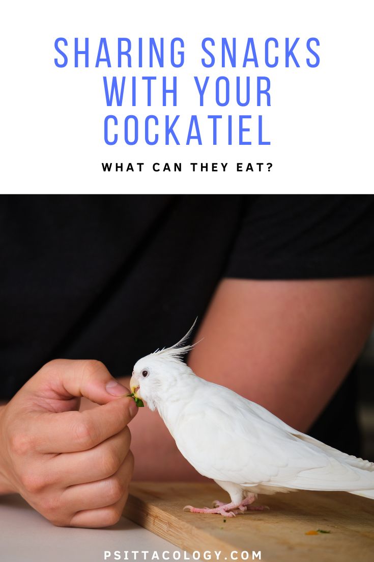 White cockatiel parrot eating from human hand