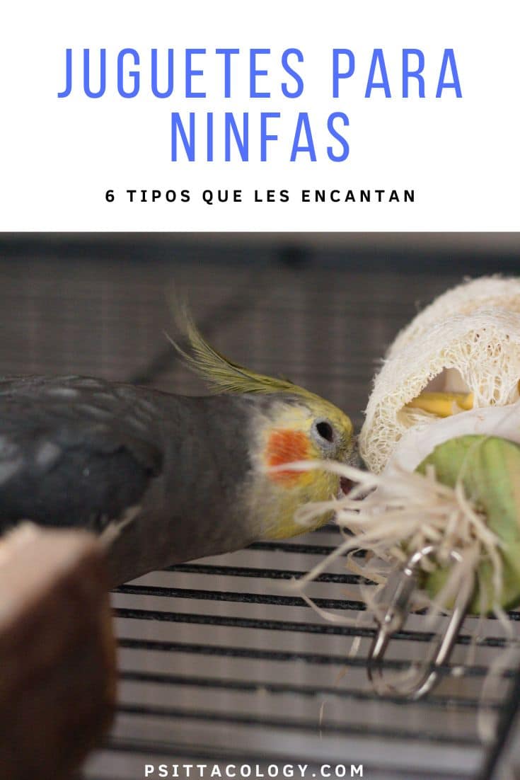 Juguetes para ninfas | 6 cosas que les encantan