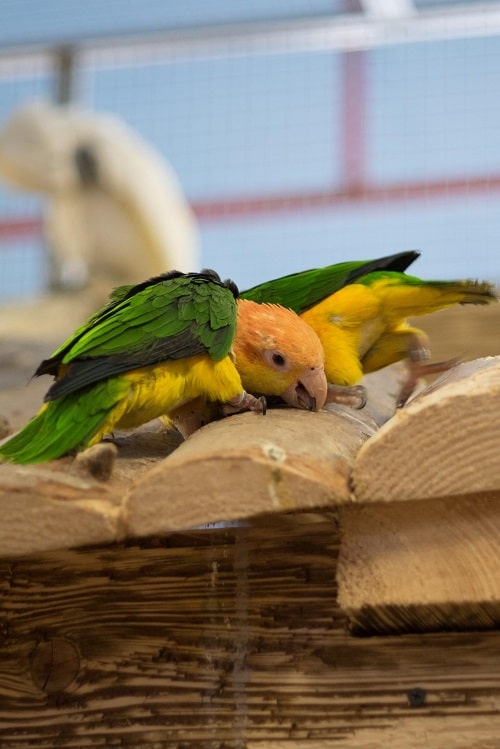 Dos caiques de vientre blanco masticando madera.