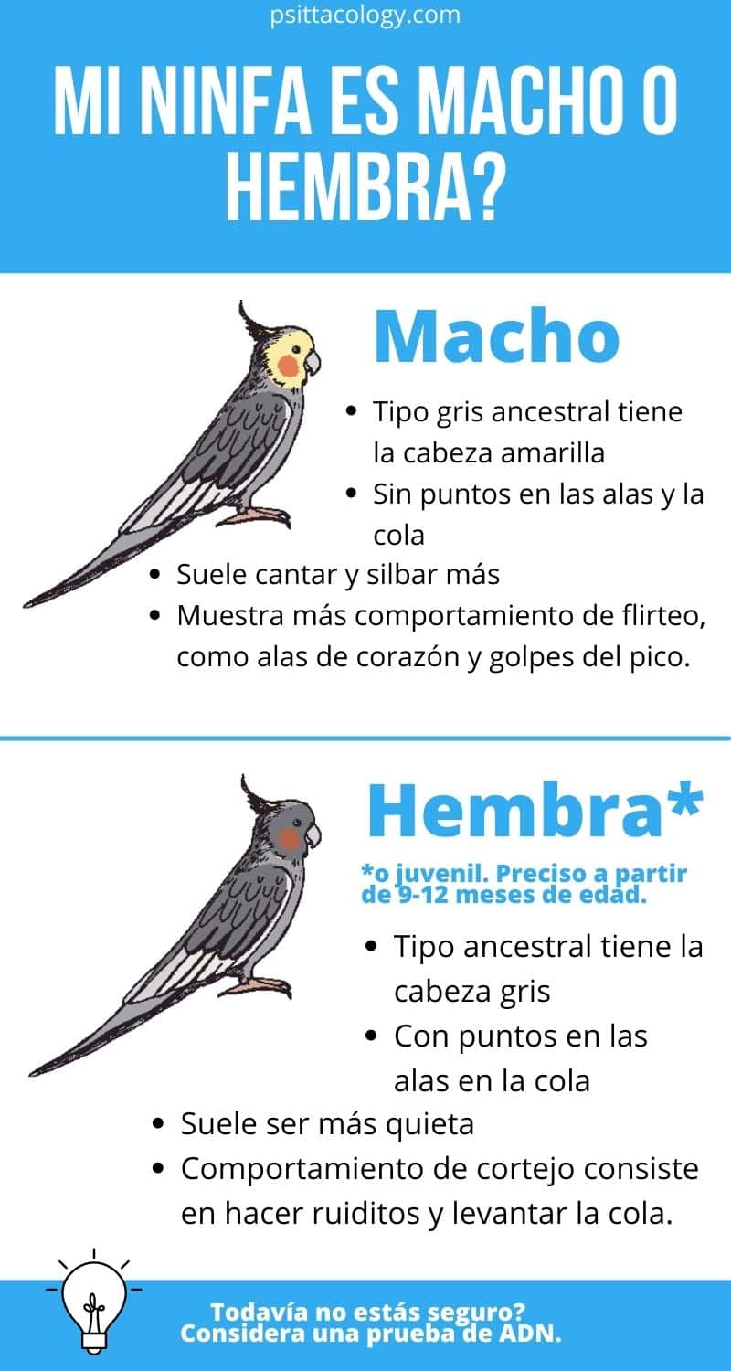 Información sobre cómo saber si una ninfa es macho o hembra.
